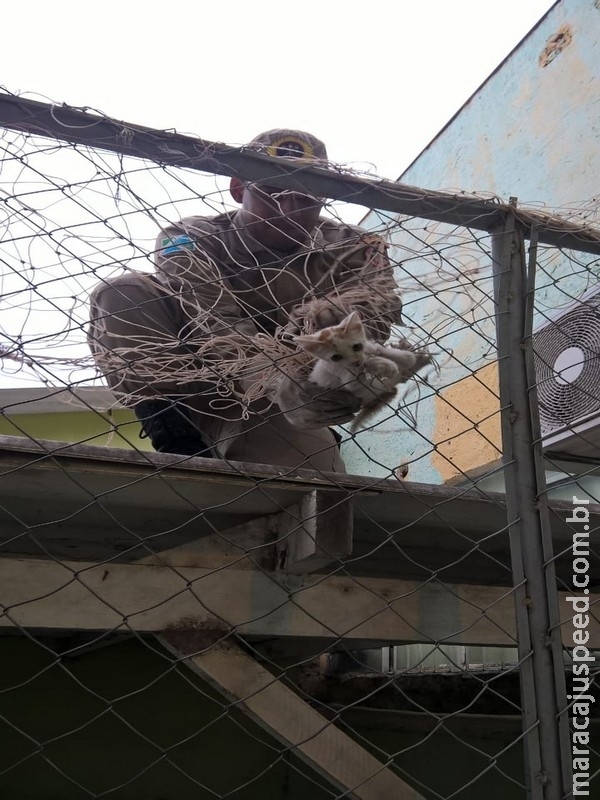  Gato fica preso em rede de proteção de quadra de esportes e é resgatado pelos bombeiros em MS