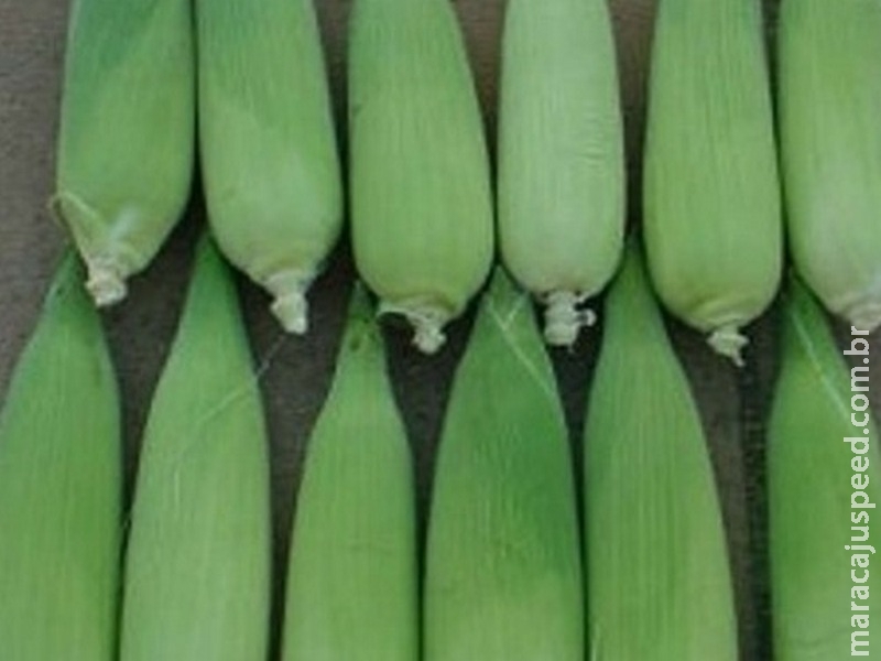 Híbrido BRS 3046 amplia mercado do milho verde