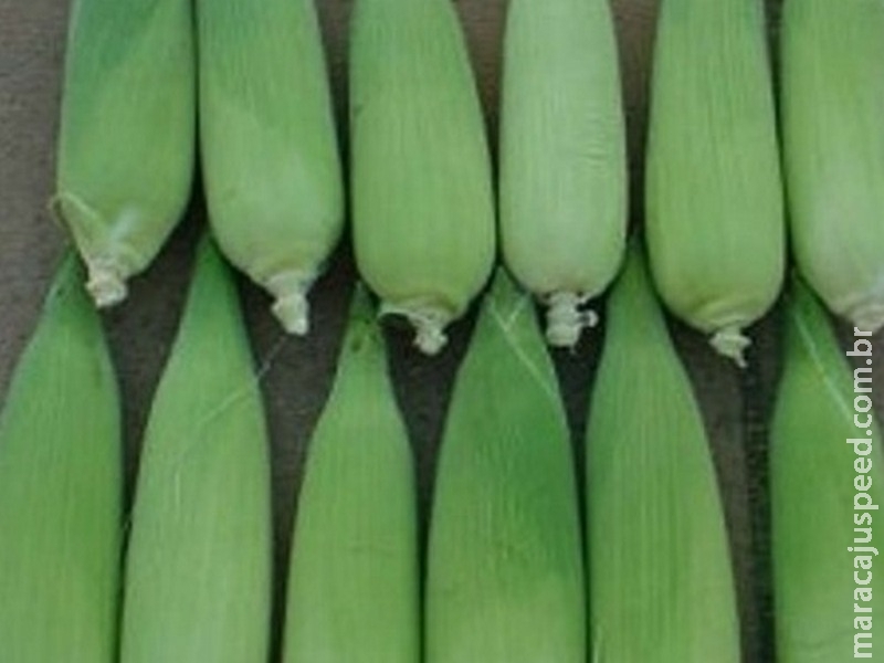 Híbrido BRS 3046 amplia mercado do milho verde Híbrido BRS 3046 amplia mercado do milho verde