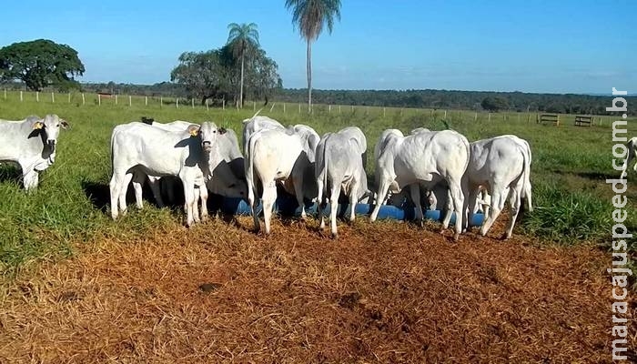 Ladrões roubam gado e jogam pecuarista amordaçado em buraco