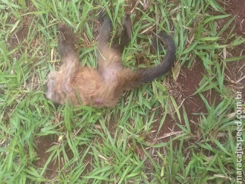 Maracaju: Macaco encontrado morto em fazenda, pode ser possível caso de “Febre Amarela”.