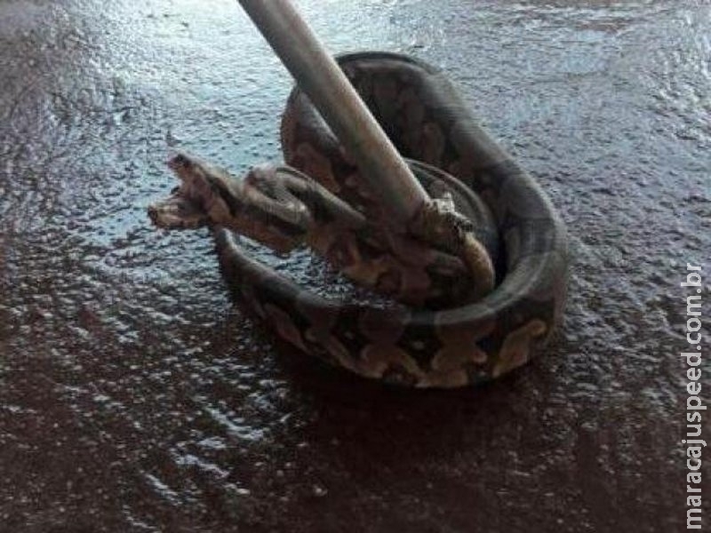 Morador encontra jiboia de um metro de comprimento na varanda de casa Morador encontra jiboia de um metro de comprimento na varanda de casa