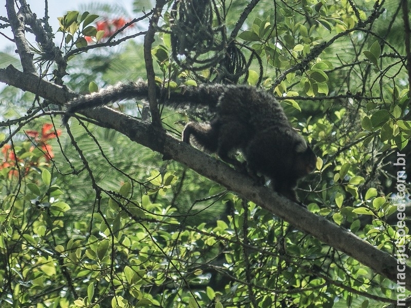 Pesquisadora diz que ataque a macacos pode atrasar detecção da febre amarela
