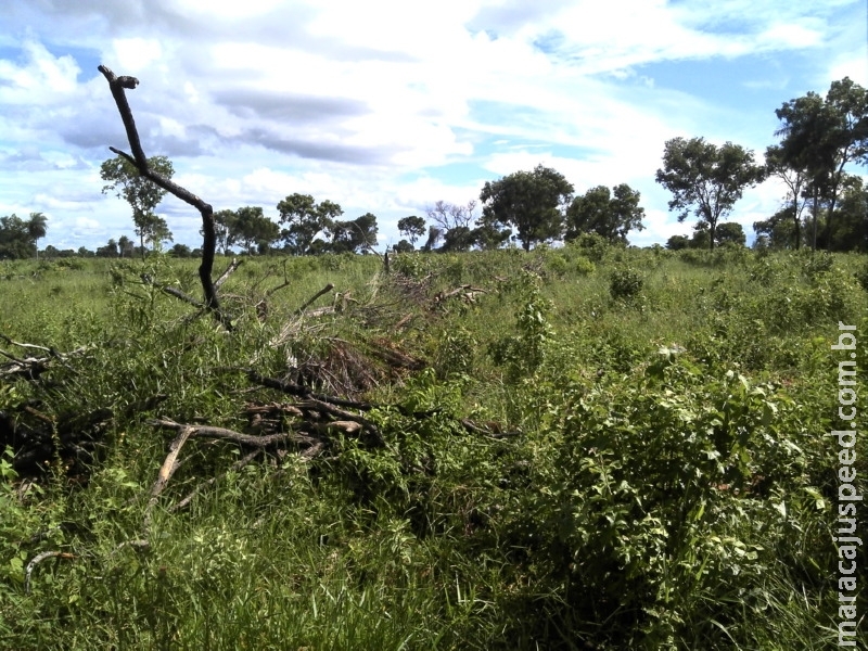 PMA autua fazendeiro em R$ 10,5 mil por desmatamento ilegal de 35 hectares de mata nativa em Bonito