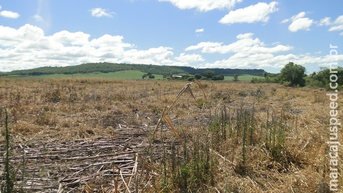PMA autua fazendeiro em R$ 16,5 por desmatamento ilegal de 16 hectares de vegetação de cerrado PMA autua fazendeiro em R$ 16,5 por desmatamento ilegal de 16 hectares de vegetação de cerrado