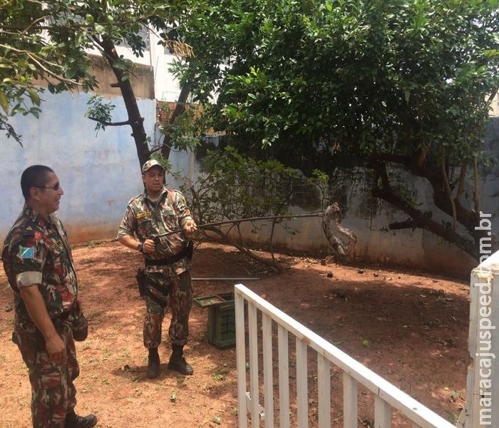 PMA captura e recolhe ao CRAS jiboia de 1,5 metros em bairro na Capital PMA captura e recolhe ao CRAS jiboia de 1,5 metros em bairro na Capital