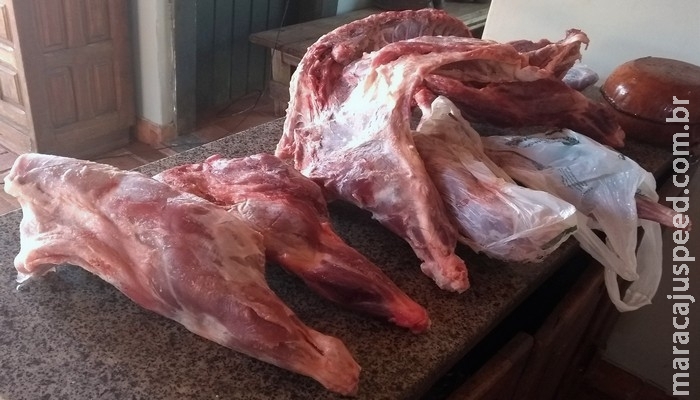 PMA prende capataz de fazenda com cateto abatido, arma de caça e munições ilegais PMA prende capataz de fazenda com cateto abatido, arma de caça e munições ilegais