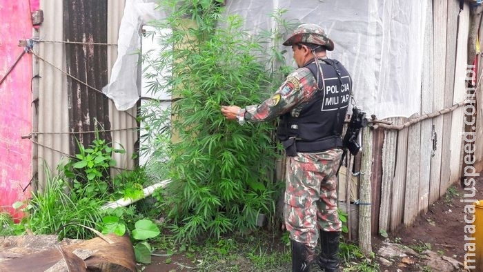 PMA vai averiguar denúncia de desmatamento em chácara e encontra plantio de maconha PMA vai averiguar denúncia de desmatamento em chácara e encontra plantio de maconha
