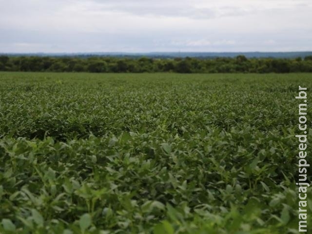 Projeção de aumento no consumo de soja deixa produtores otimistas Projeção de aumento no consumo de soja deixa produtores otimistas