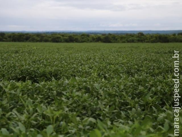 Projeção de aumento no consumo de soja deixa produtores otimistas