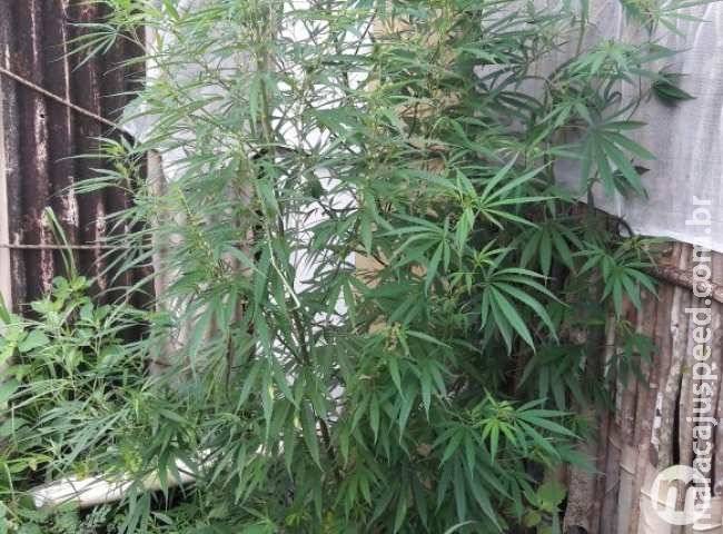 Rapaz posta fotos de planta de maconha no Facebook e acaba preso
