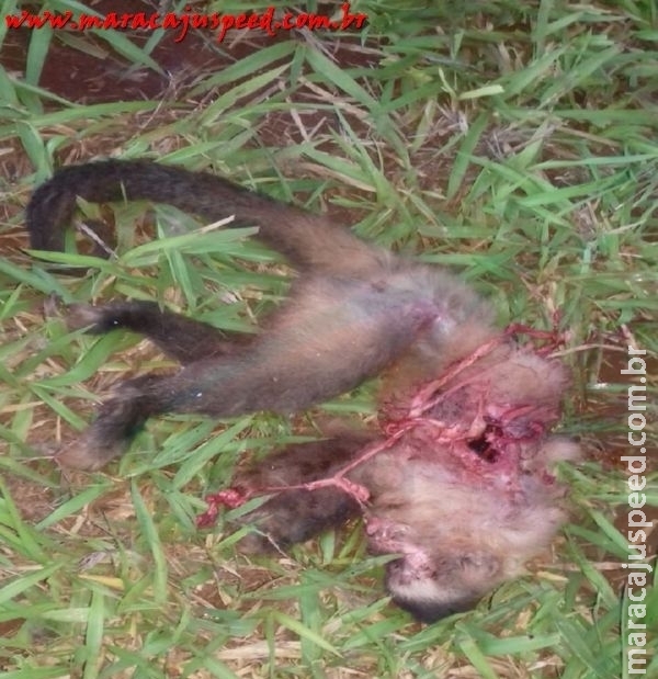 Segundo macaco é encontrado morto em mata próxima a Maracaju Segundo macaco é encontrado morto em mata próxima a Maracaju