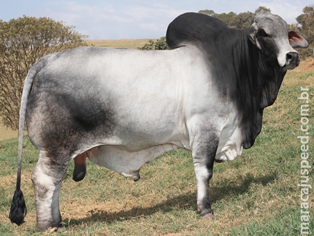 Touro da bateria Alta ganha título de melhor reprodutor da raça Brahman no mundo