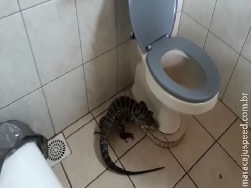 VÍDEO: Lagarto é capturado dentro do banheiro de uma escola. VÍDEO: Lagarto é capturado dentro do banheiro de uma escola.
