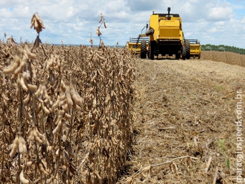 Colheita da soja avança em MS e atinge 34,5% da área Colheita da soja avança em MS e atinge 34,5% da área