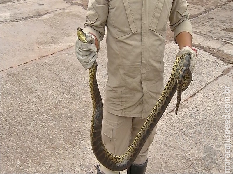 Bombeiros capturam 48 cobras em 57 dias na área urbana de municípios no Pantanal de MS Bombeiros capturam 48 cobras em 57 dias na área urbana de municípios no Pantanal de MS