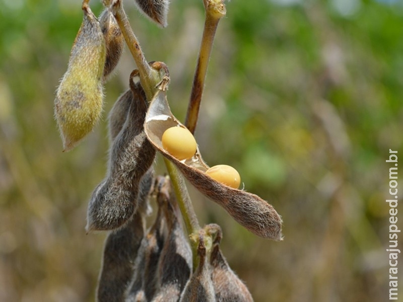 Entidades projetam safra recorde de 8,7 milhões de toneladas de soja em Mato Grosso do Sul Entidades projetam safra recorde de 8,7 milhões de toneladas de soja em Mato Grosso do Sul