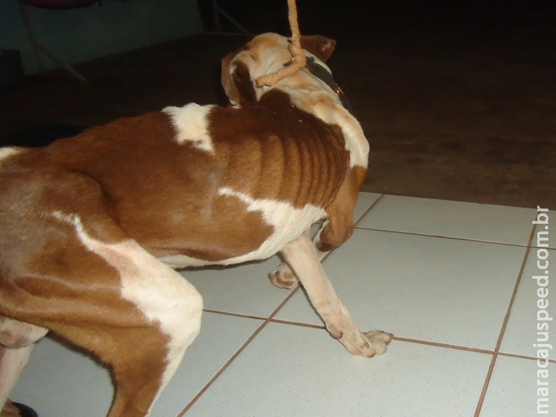 Homem leva multa de R$ 1 mil por abandonar cachorro sem alimento