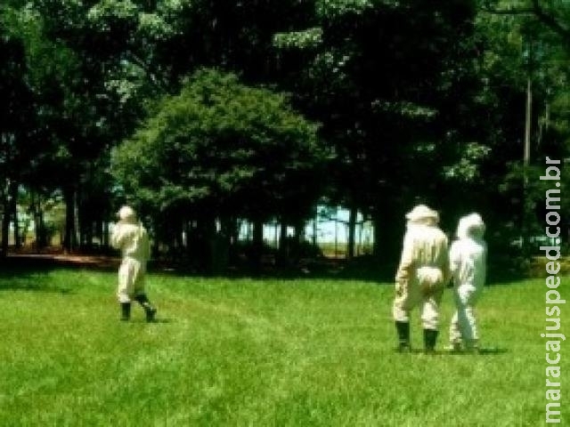 Idoso morre a caminho do hospital após ataque de abelhas em chácara Idoso morre a caminho do hospital após ataque de abelhas em chácara