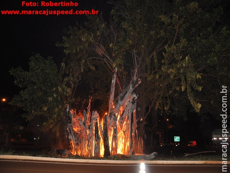 Maracaju: Figueira na entrada de Maracaju pega fogo