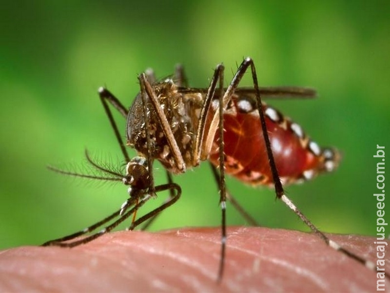 Pesquisa detecta vírus da febre amarela em novo tipo de mosquito