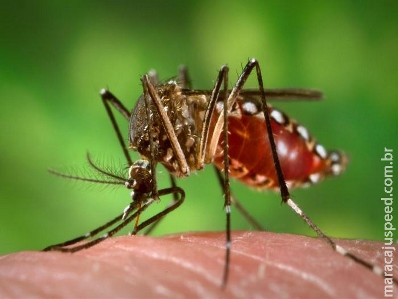 Pesquisa detecta vírus da febre amarela em novo tipo de mosquito Pesquisa detecta vírus da febre amarela em novo tipo de mosquito