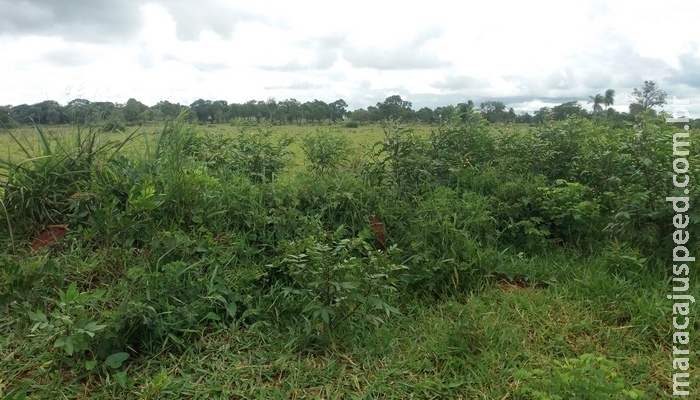 PMA de Bela Vista autua fazendeiro em R$ 9 mil por desmatamento ilegal de 30 hectares de vegetação durante a operação Cervo-do-Pantanal PMA de Bela Vista autua fazendeiro em R$ 9 mil por desmatamento ilegal de 30 hectares de vegetação durante a operação Cervo-do-Pantanal