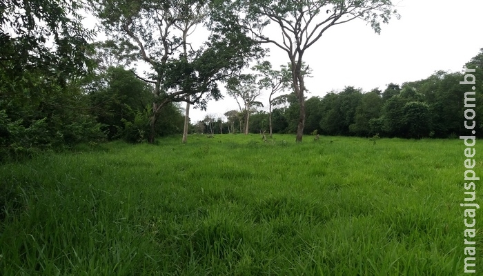 PMA de Bela Vista autua segundo fazendeiro em R$ 5 mil por desmatamento ilegal de 17 hectares de vegetação durante a operação Cervo-do-Pantanal