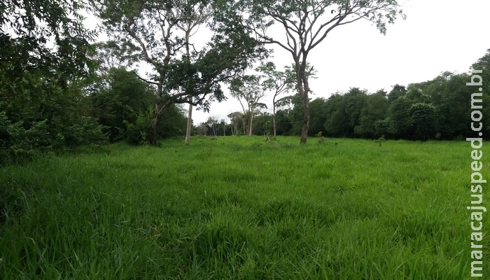 PMA de Bela Vista autua segundo fazendeiro em R$ 5 mil por desmatamento ilegal de 17 hectares de vegetação durante a operação Cervo-do-Pantanal PMA de Bela Vista autua segundo fazendeiro em R$ 5 mil por desmatamento ilegal de 17 hectares de vegetação durante a operação Cervo-do-Pantanal