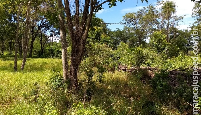PMA de Jardim autua o 11º fazendeiro por desmatamento ilegal de 22 hectares em vistoria realizada na operação Cervo-do-Pantanal