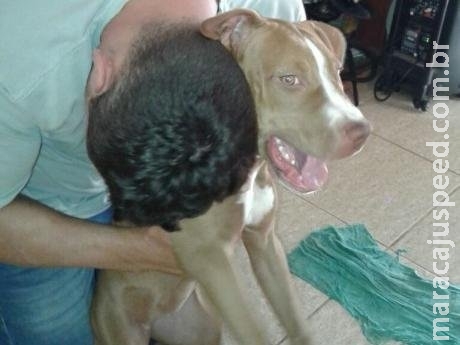 Suspeito de matar pitbull Minnie é multado em R$ 3 mil pela polícia