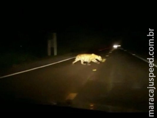 Advogado flagra onça-pintada cruzando rodovia a caminho do Pantanal