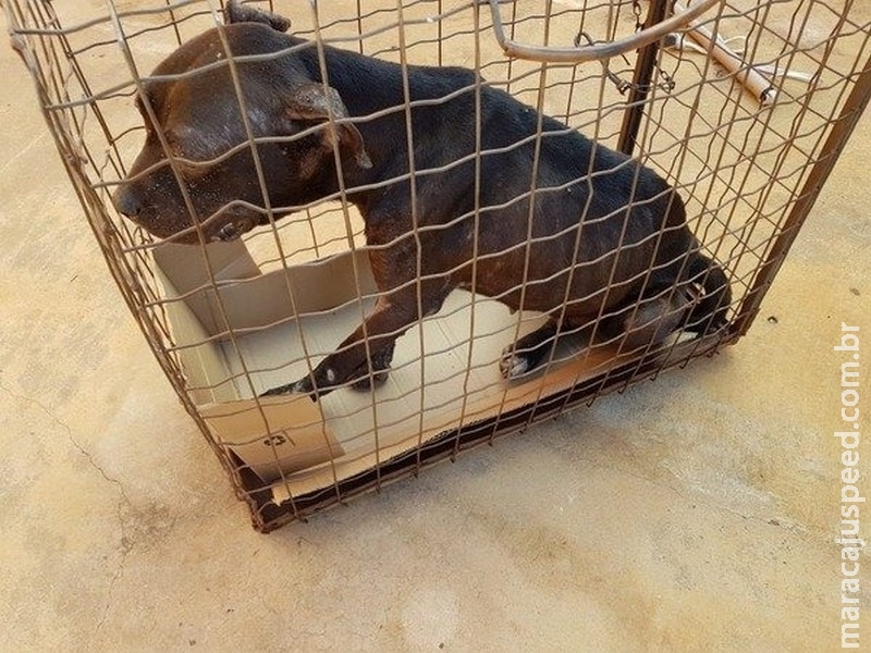 Agressores podem ficar impedidos de ter animais