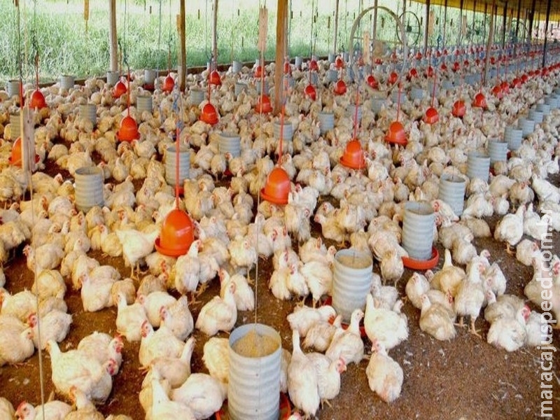 Aves podem ser consumidas sem risco após cozimento, afirma ministro Aves podem ser consumidas sem risco após cozimento, afirma ministro
