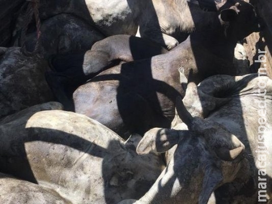 Bandidos são presos e multados em R$ 108 mil por roubo e maus-tratos de gado Bandidos são presos e multados em R$ 108 mil por roubo e maus-tratos de gado