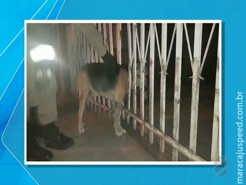 Cachorro é retirado de grade de casa em MS com uso de desencarcerador e tamanduá resgatado de cima de árvore Cachorro é retirado de grade de casa em MS com uso de desencarcerador e tamanduá resgatado de cima de árvore