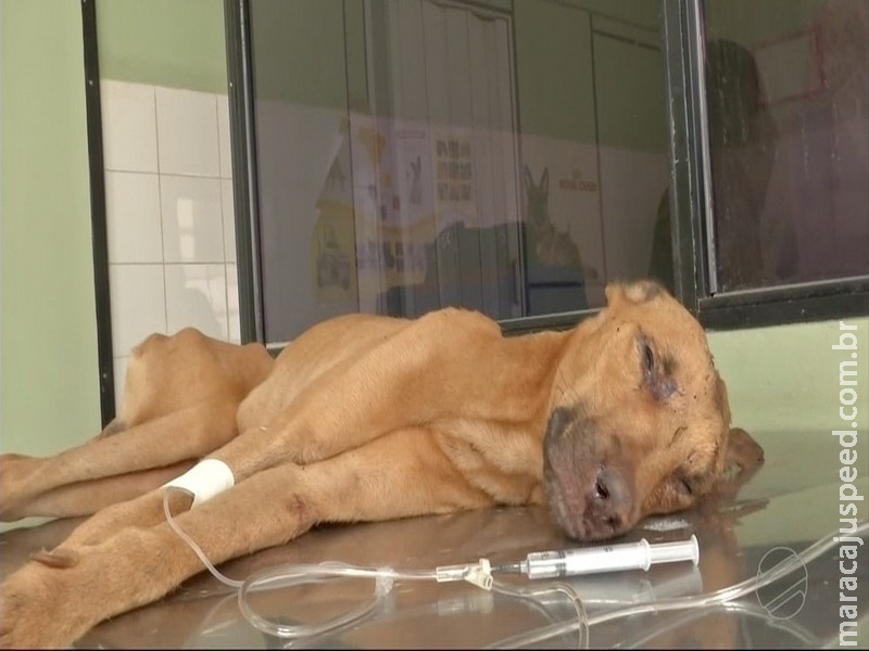 Cachorro tem traumatismo craniano após ser agredido com enxada em MS Cachorro tem traumatismo craniano após ser agredido com enxada em MS