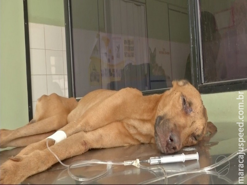 Cachorro tem traumatismo craniano após ser agredido com enxada em MS