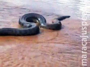 Cobra gigante é descoberta por trabalhadores de fazenda