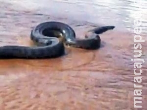 Cobra gigante é descoberta por trabalhadores de fazenda Cobra gigante é descoberta por trabalhadores de fazenda
