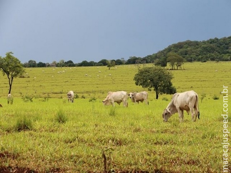 Código Florestal: STF bate o martelo e traz segurança ao agronegócio