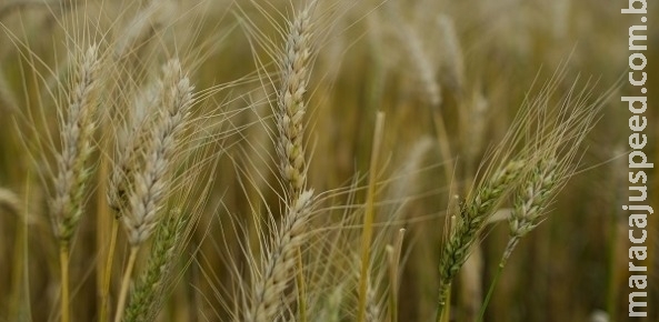 Conab aumenta produção de trigo do Brasil em 9,2% Conab aumenta produção de trigo do Brasil em 9,2%