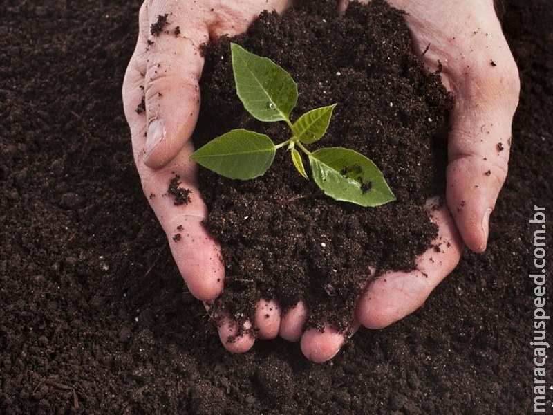 É fácil ser sustentável! Compostagem é uma saída ecológica para lixo orgânico