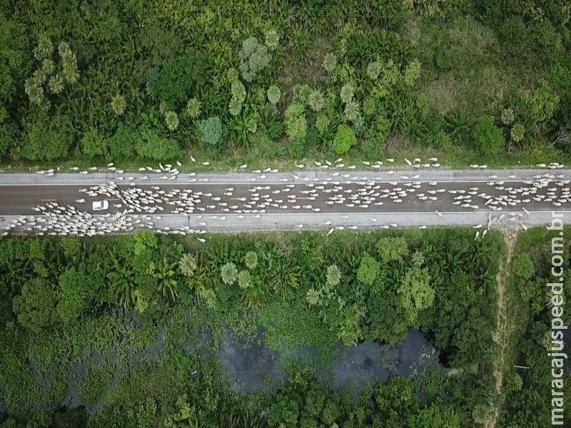  Embrapa emite laudo para retirada total de rebanhos no baixo Pantanal por causa da cheia em MS