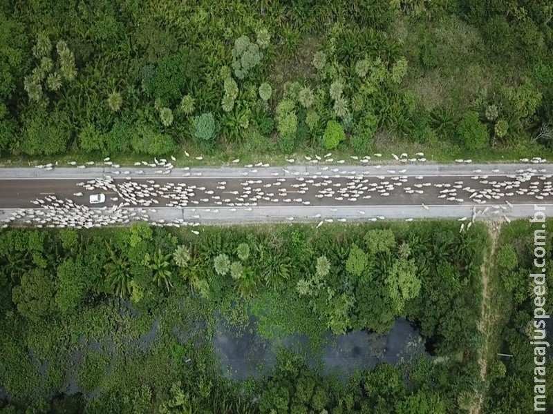 Embrapa emite laudo para retirada total de rebanhos no baixo Pantanal por causa da cheia em MS Embrapa emite laudo para retirada total de rebanhos no baixo Pantanal por causa da cheia em MS