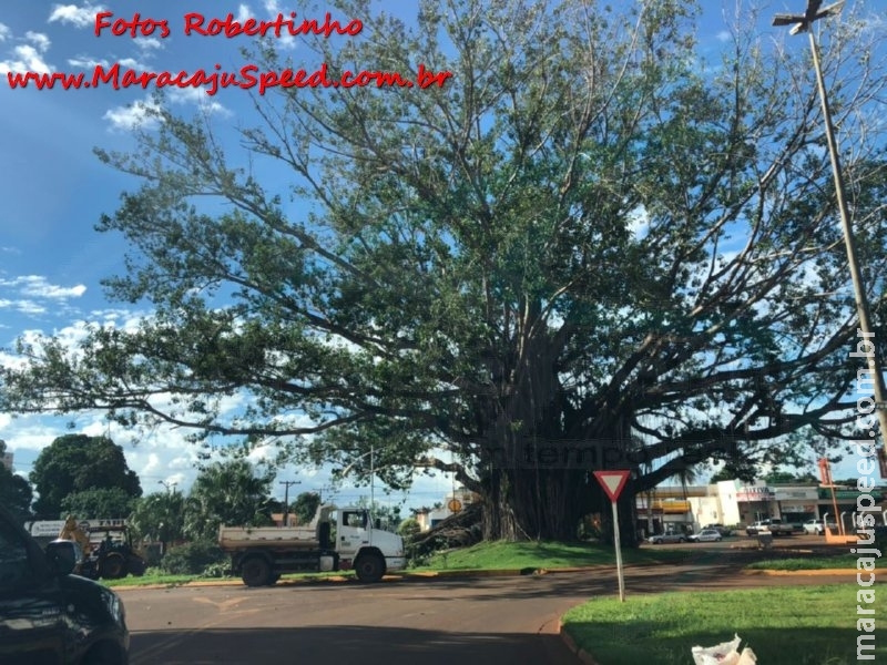 Figueira quase centenária, simbolo na entrada de Maracaju corre risco de morrer Figueira quase centenária, simbolo na entrada de Maracaju corre risco de morrer