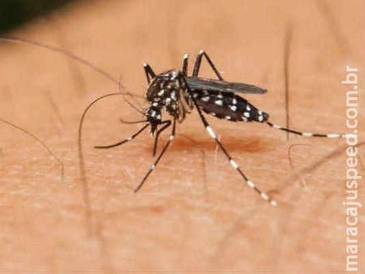 MS tem 7 casos confirmados de zika vírus MS tem 7 casos confirmados de zika vírus