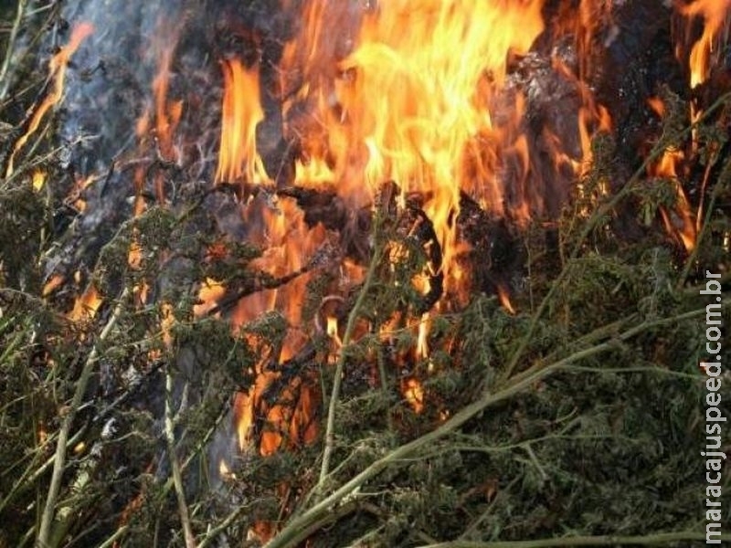 Paraguai aumenta ações contra roças e destrói 600 toneladas de maconha