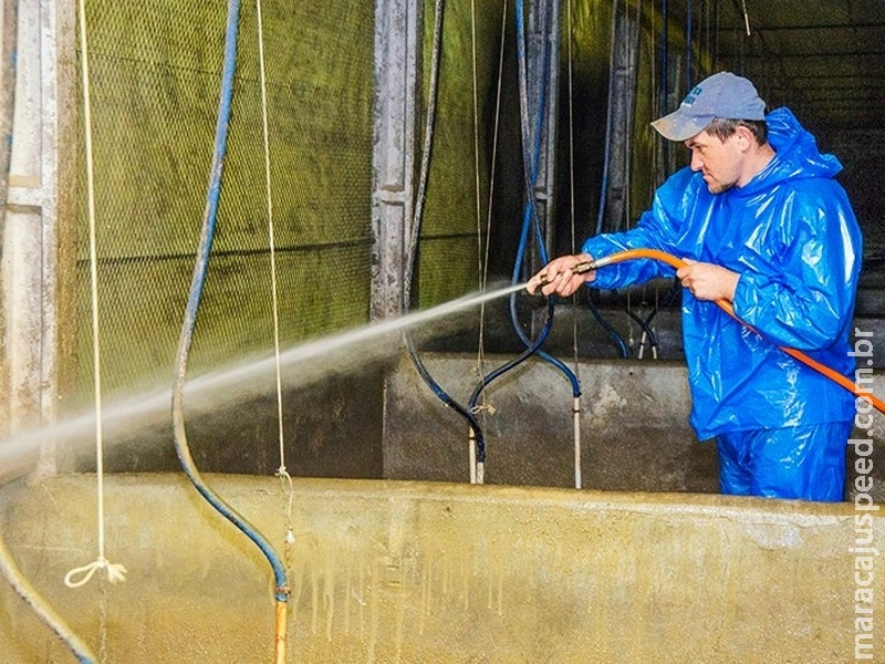 Pesquisadores propõem medidas para garantir a biosseguridade em granjas de suínos