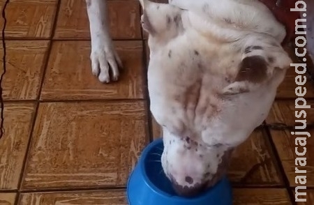Pit Bull ferido com tiro na cabeça passa por cirurgia de 3 horas